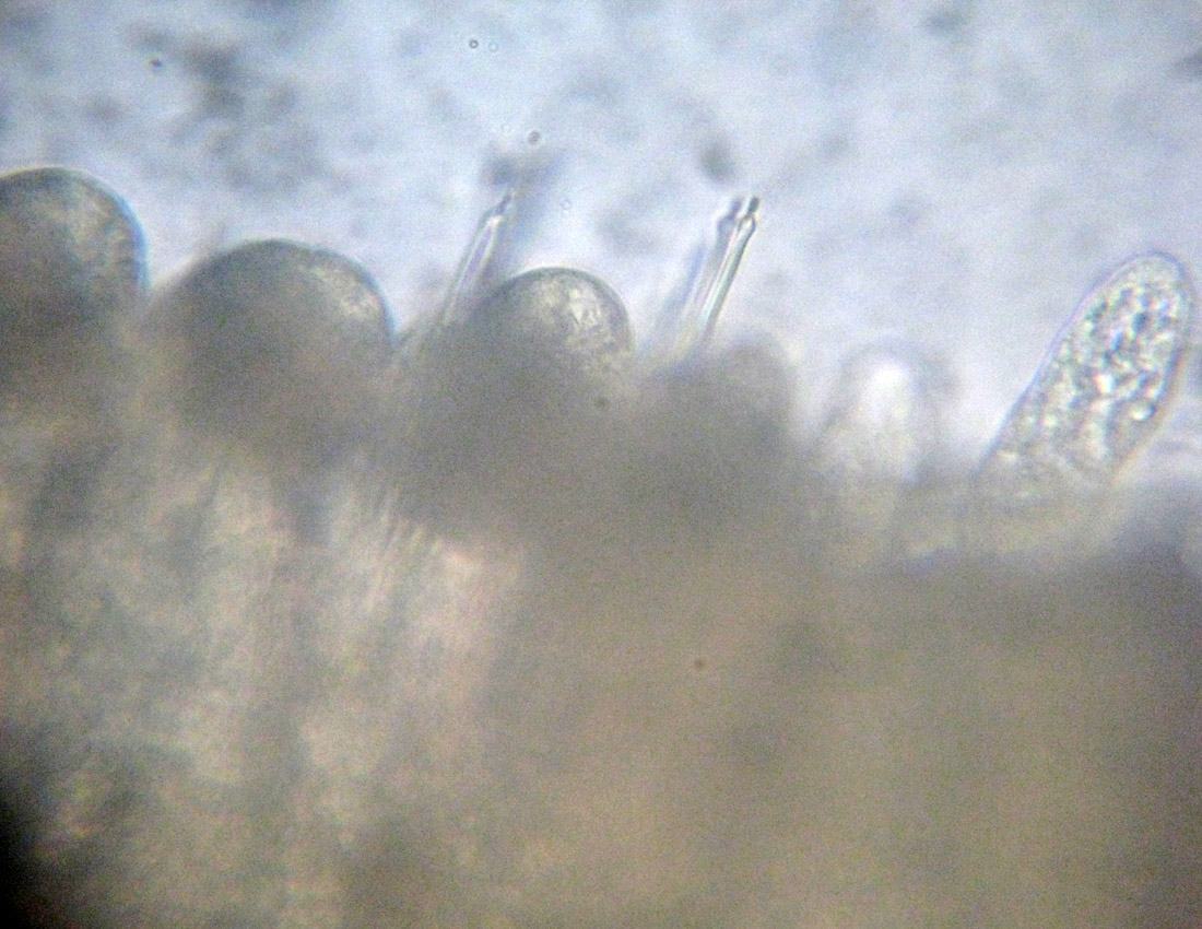 Anellidi policheti quasi microscopici